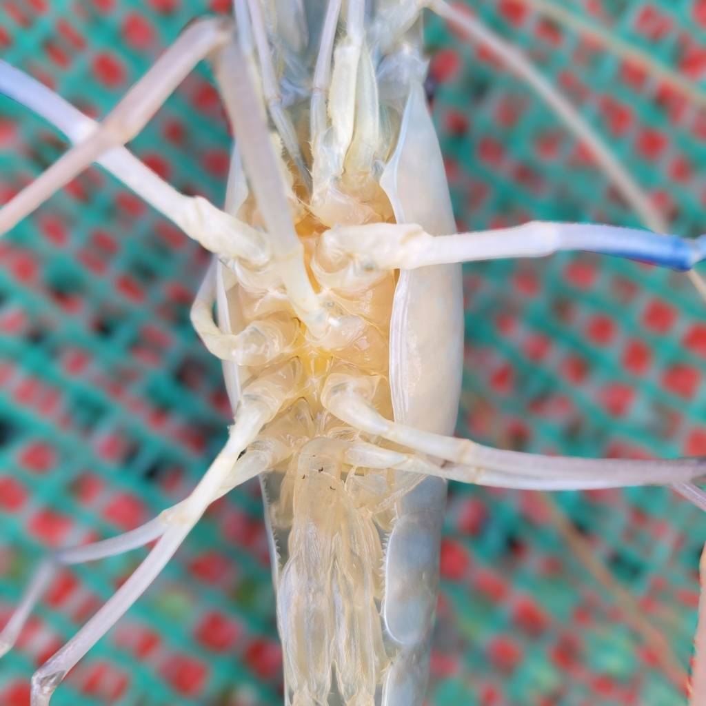 soi gach tom cang xanh